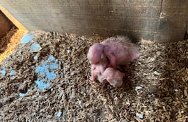 Dos pichones que nacieron en un nido artificial en el centro de Luque.