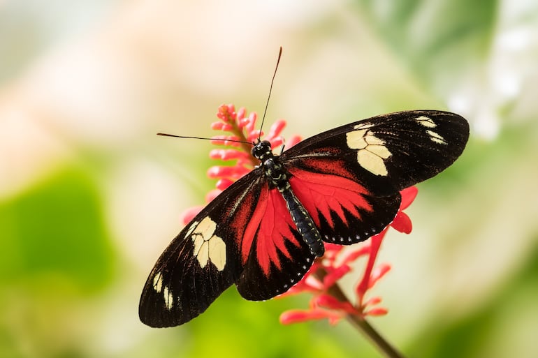 Mariposa Heliconius charithonia.