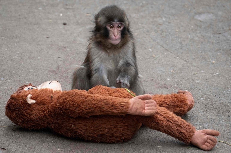 Un macaco japonés macho de siete meses llamado Punch, que fue abandonado por su madre poco después de nacer, se sienta junto a un peluche de orangután en el zoológico y jardín botánico de la ciudad de Ichikawa, en la prefectura de Chiba, el 18 de marzo de 2026.