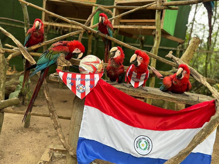 Cinco guacamayos que dicen acompañan a la selección paraguaya. '