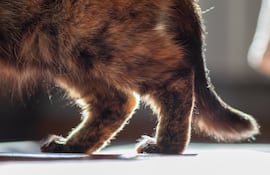 Gato con osteoartritis, imagen ilustrativa.