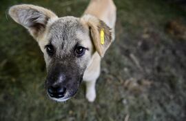 "Una casa para cada perro" se llama el programa que propicia la adopción de perros.