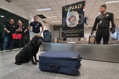 "Rocky" el agente canino de la Senad, logró incautar cocaína en el aeropuerto Silvio Pettirossi.