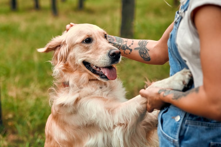 Perro de la raza golden retriever con su humano.