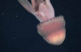 Gif Medusa gigante descubierta en Argentina.