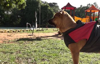 La perrita Canela ya está totalmente recuperada y llena de energía después de la cirugía en la que se le colocó una prótesis mandibular.