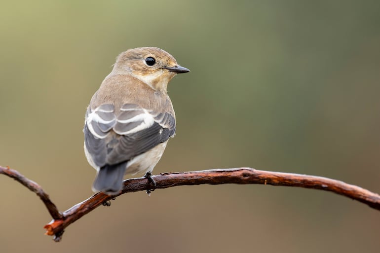 Pájaro Papamoscas cerrojillo en una rama.