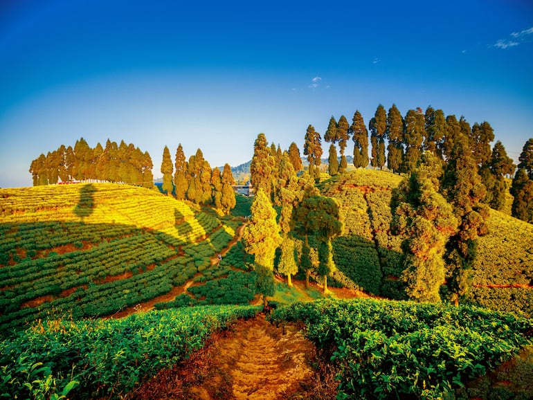 Jardín de té en Darjeeling, Bengala Occidental, India.