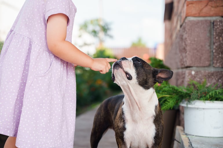 Perro de la raza Boston Terrier.