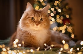 Mascotas en la foto de Navidad.