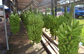 Los bananeros de Guajayví están preocupados por la falta de mercado y bajo precio del producto