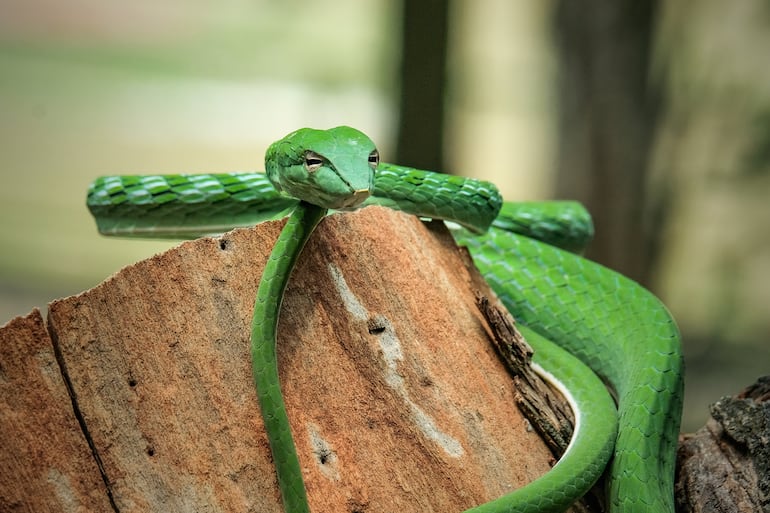 Ahaetulla nasuta o serpiente liana verde.