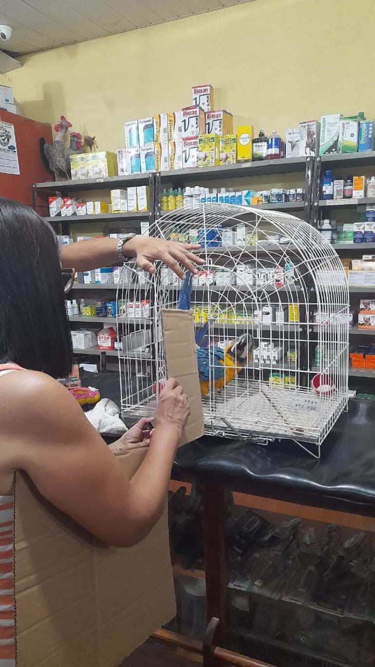 Guacamayo rescatado: investiga circunstancias del hecho mientras gestionan recuperación del animal en peligro de extinción