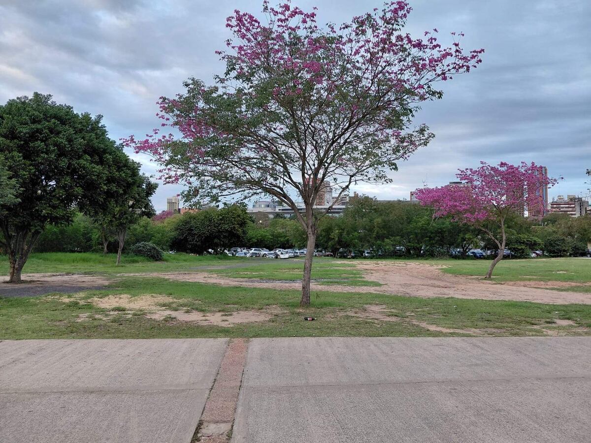 Estacionamiento en Asunción: ante falta de espacios, PMT insta a recurrir a predios privados