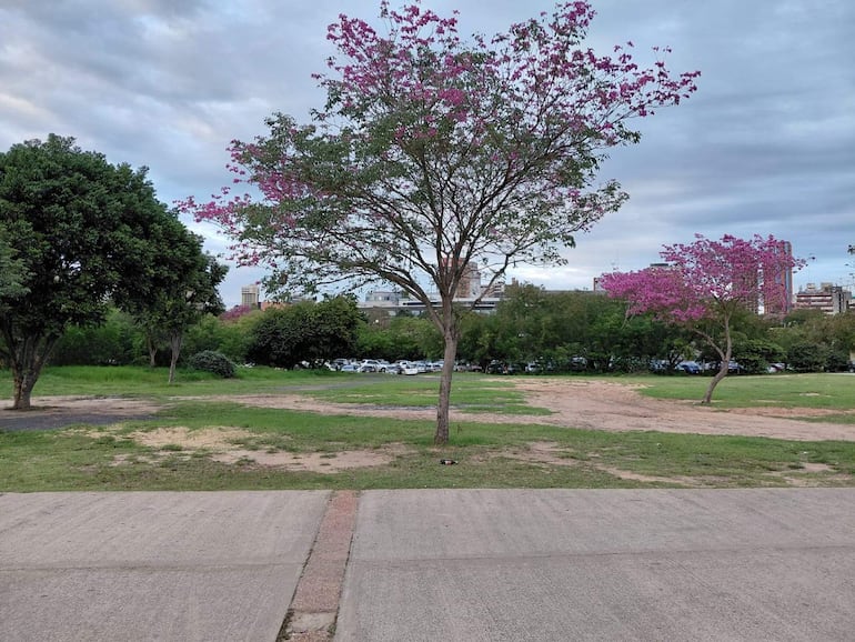 Paisaje verde con césped y árboles, en un entorno urbano nublado y tranquilo.