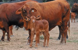 El objetivo es mostrar al mundo el potencial productivo del Paraguay y visibilizar su crecimiento económico con datos estadísticos oficiales.