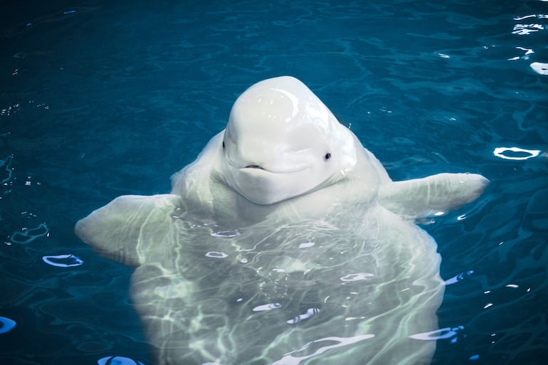 Ballena beluga.