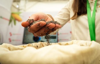 Mano sosteniendo semillas de chía que caen en un recipiente de tela, en un ambiente colorido de feria agrícola.