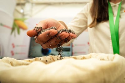 Mano sosteniendo semillas de chía que caen en un recipiente de tela, en un ambiente colorido de feria agrícola.
