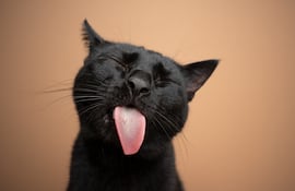 Gato.