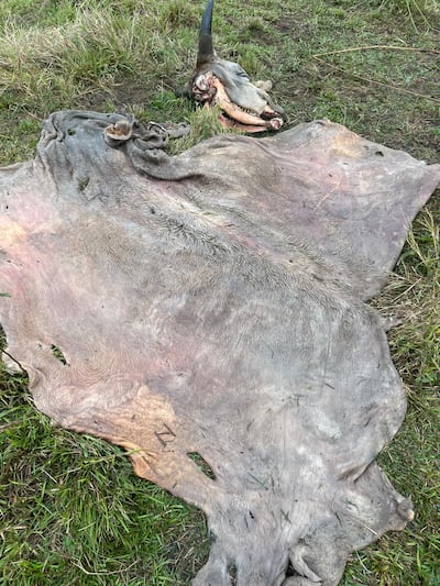 La profesora Evelia Pasotti, encontró dentro su propiedad el cuero y la cabeza de su animal vacuno faenado por los cuatreros.