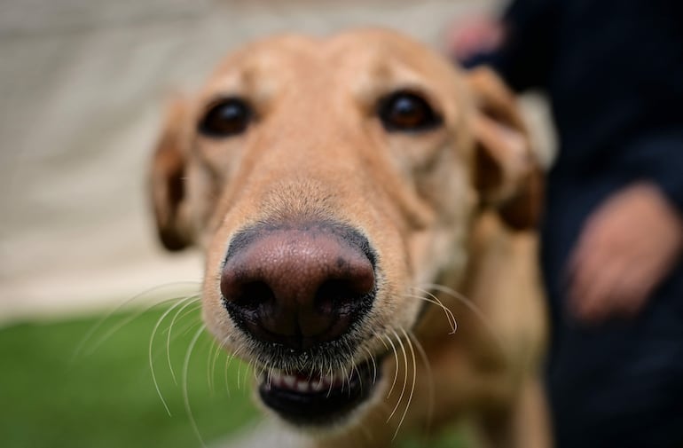 Vista del perro labrador retriever Piper, del equipo de rescate Florida Task Force 2, que participó en las labores de rescate, en un campamento en Maiquetía, estado de La Guaira, Venezuela, el 4 de julio de 2026, diez días después de los terremotos gemelos.