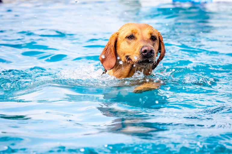 Hidroterapia para perros.