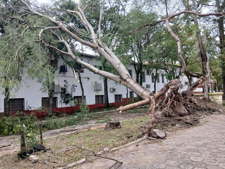 Árbol caído en sendero, entorno desordenado con ramas y vegetación, edificio blanco al fondo.