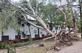 Árbol caído en sendero, entorno desordenado con ramas y vegetación, edificio blanco al fondo.