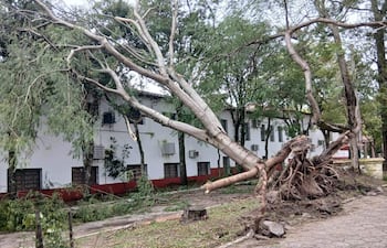Árbol caído en sendero, entorno desordenado con ramas y vegetación, edificio blanco al fondo.