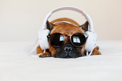 Perro escuchando música.