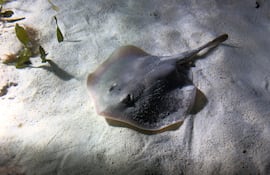 Imagen de referencia. Raya.