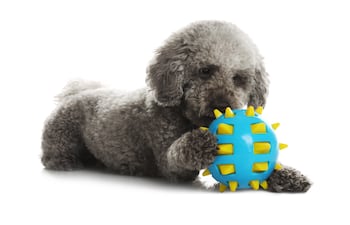 Concepto de juguetes para perros.