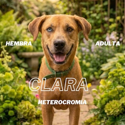 La Dirección de Defensa Animal publicó el catálogo de adopción en la "Edición Amigos".