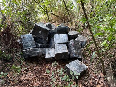 La marihuana encontrada a orillas del río Paraná.