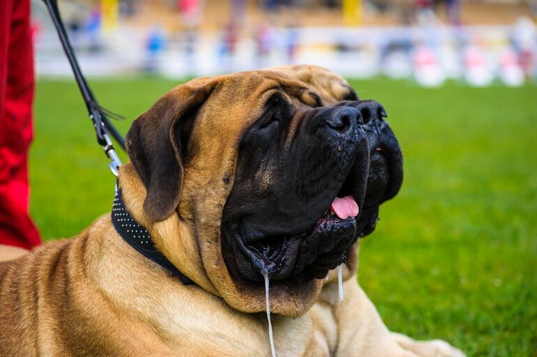 Perros de la raza Mastín inglés.