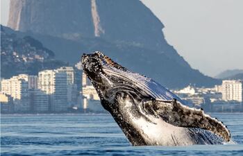 Avistamiento de ballenas en Río de Janeiro, Brasil.