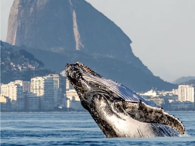 Avistamiento de ballenas en Río de Janeiro, Brasil.