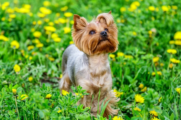 Yorkshire Terrier.