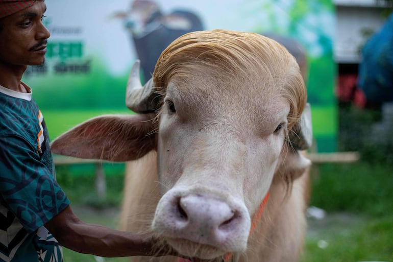Esta fotografía tomada el 17 de mayo de 2026 muestra a un cuidador atendiendo a un búfalo albino apodado “Donald Trump” en venta antes del Eid al-Adha en una granja de ganado en Narayanganj.