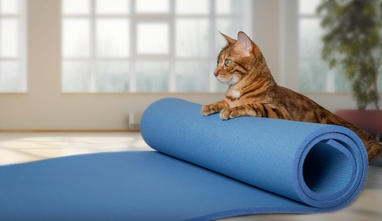¿Los gatos también pueden detectar enfermedades como los perros?