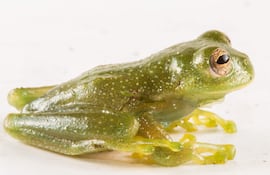 Una nueva especie de rana de cristal, denominada así por el vientre transparente que incluso permite observar en algunos casos sus órganos internos, descubierta en la Amazonía ecuatoriana, según anunció este martes en un comunicado el Instituto Nacional de Biodiversidad (Inabio) de Ecuador.
