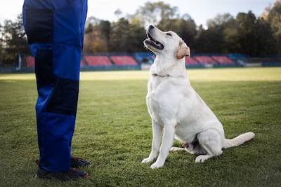 Adiestramiento canino.