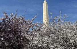 Fotografía que muestra árboles de cerezos florecidos este jueves, frente del monumento de la Explanada Nacional en Washington (EE.UU.).