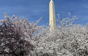 Fotografía que muestra árboles de cerezos florecidos este jueves, frente del monumento de la Explanada Nacional en Washington (EE.UU.).