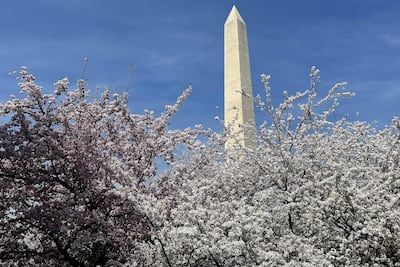 Fotografía que muestra árboles de cerezos florecidos este jueves, frente del monumento de la Explanada Nacional en Washington (EE.UU.).