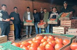 Productores de Coronel Oviedo no encuentran compradores para el tomate excelente calidad que están cosechando.