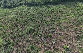 Senad y FTC destruyeron cultivos de marihuana en Obligado