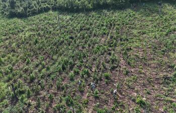 Senad y FTC destruyeron cultivos de marihuana en Obligado