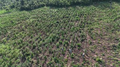 Senad y FTC destruyeron cultivos de marihuana en Obligado